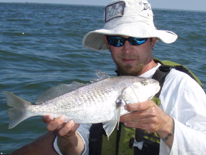 Kayak Kevin, 18" Croaker, aka Silver Drum