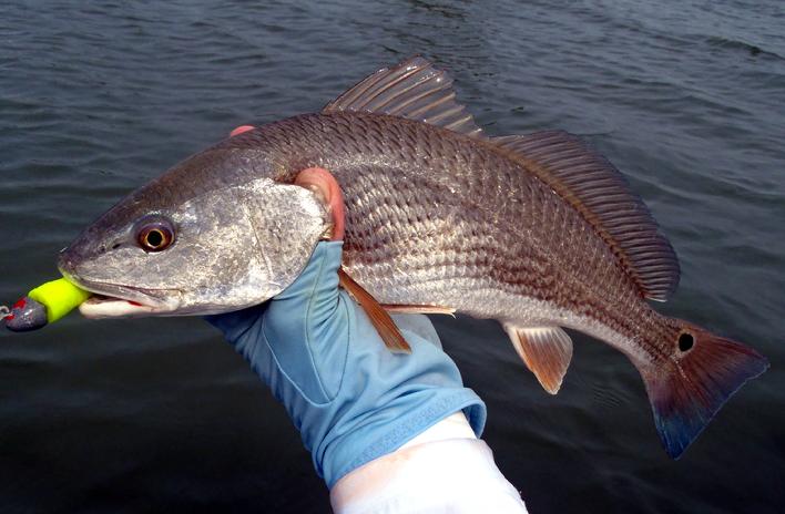 Pesca de caiaque na Baía de ChesapeakePesca de caiaque na Baía de Chesapeake  