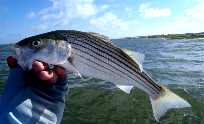 Light Tackle Kayak Trolling the Chesapeake Bay - For those curious if my  books are for your fishery, the trolling and jigging books are relevant to  any striped bass fishery, and even